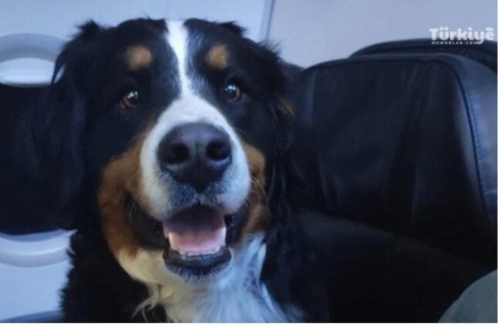 Nette Geste von Türkisch Airlines: Rettungshunde flogen Business Class